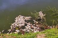 Reportan muerte de peces en sector de La Alianza