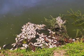 Reportan muerte de peces en sector de La Alianza