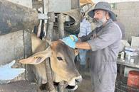 Detectan y controlan nuevo caso de gusano barrenador