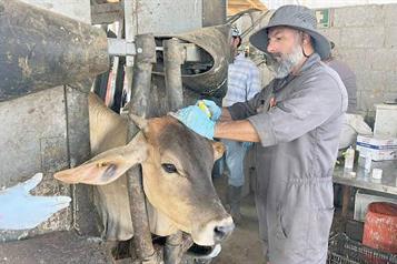 Detectan y controlan nuevo caso de gusano barrenador