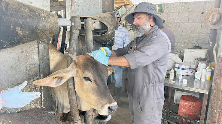 Detectan y controlan nuevo caso de gusano barrenador