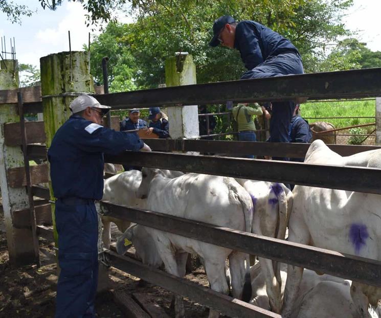 Activan modificación para contener y erradicar gusanado barrenador