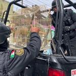 Aseguran dos loros en operativo