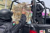 Aseguran dos loros en operativo