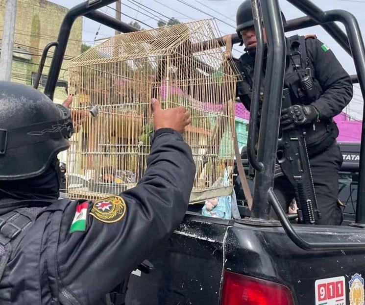 Aseguran dos loros en operativo
