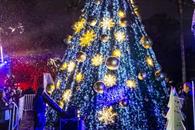 Enciende César el Pino Navideño