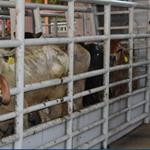 Casos de gusano barrenador suben 5.2% en 11 días en México