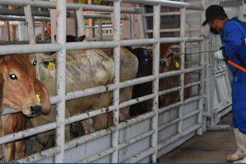 Casos de gusano barrenador suben 5.2% en 11 días en México