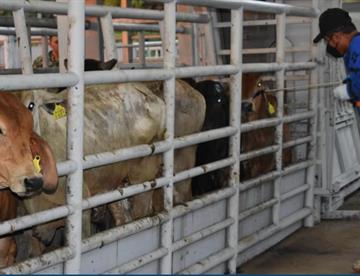 Casos de gusano barrenador suben 5.2% en 11 días en México