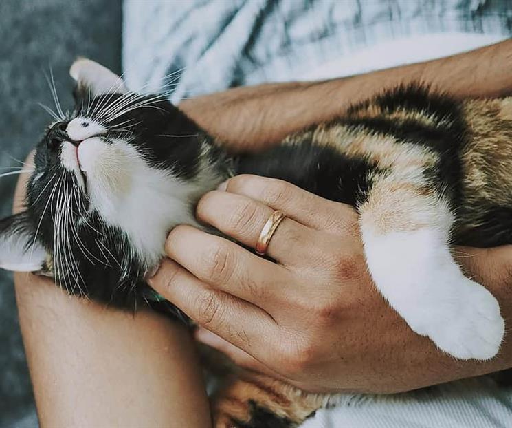 Cómo quitar pelo de gato de la ropa. Conoce estas técnicas Cómo quitar pelo de gato de la ropa. Conoce estas técnicas