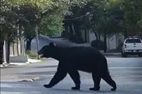 Promueven convivencia responsable con entorno