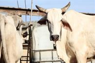 Confirman 38 casos de gusano barrenador en Yucatán Confirman 38 casos de gusano barrenador en Yucatán