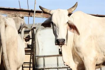 Confirman 38 casos de gusano barrenador en Yucat&aacute;n