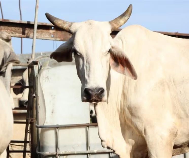 Confirman 38 casos de gusano barrenador en Yucatán