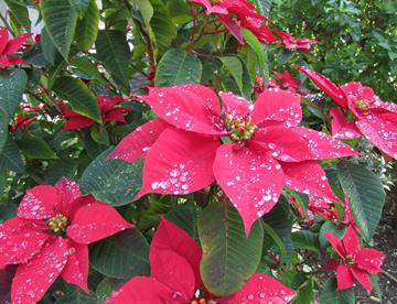 Día Nacional de la Nochebuena: el origen y significado