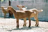 Lanzan SOS productores de cabrito por desabasto Lanzan SOS productores de cabrito por desabasto