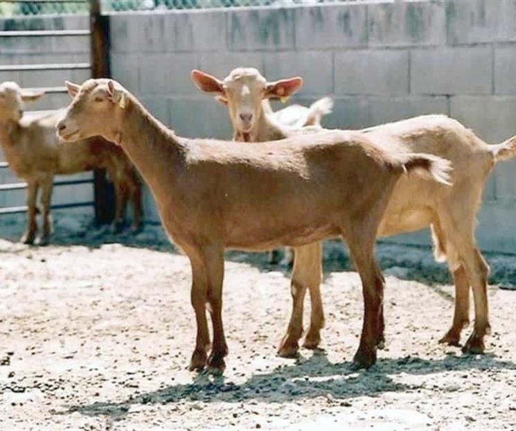 Lanzan SOS productores de cabrito por desabasto Lanzan SOS productores de cabrito por desabasto