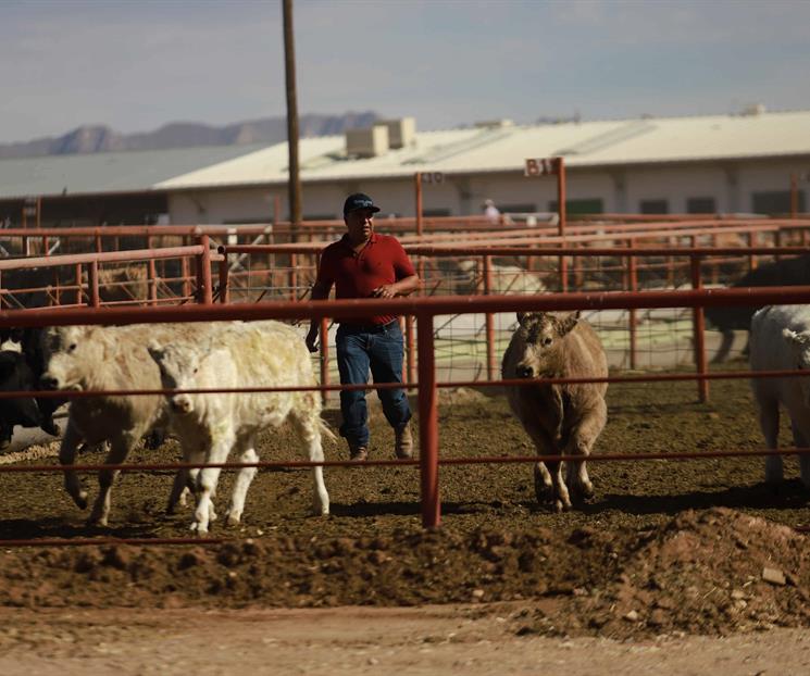Refuerzan tratamiento y prevención contra gusano barrenador Refuerzan tratamiento y prevención contra gusano barrenador