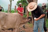 Acuerdan nuevas medidas contra gusano barrenador Acuerdan nuevas medidas contra gusano barrenador