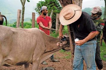 Acuerdan nuevas medidas contra gusano barrenador