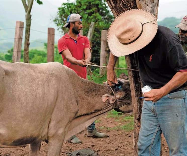 Acuerdan nuevas medidas contra gusano barrenador Acuerdan nuevas medidas contra gusano barrenador