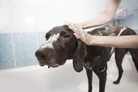 Guía para bañar a tu perro en temporada de frío Guía para bañar a tu perro en temporada de frío