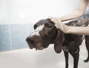 Guía para bañar a tu perro en temporada de frío