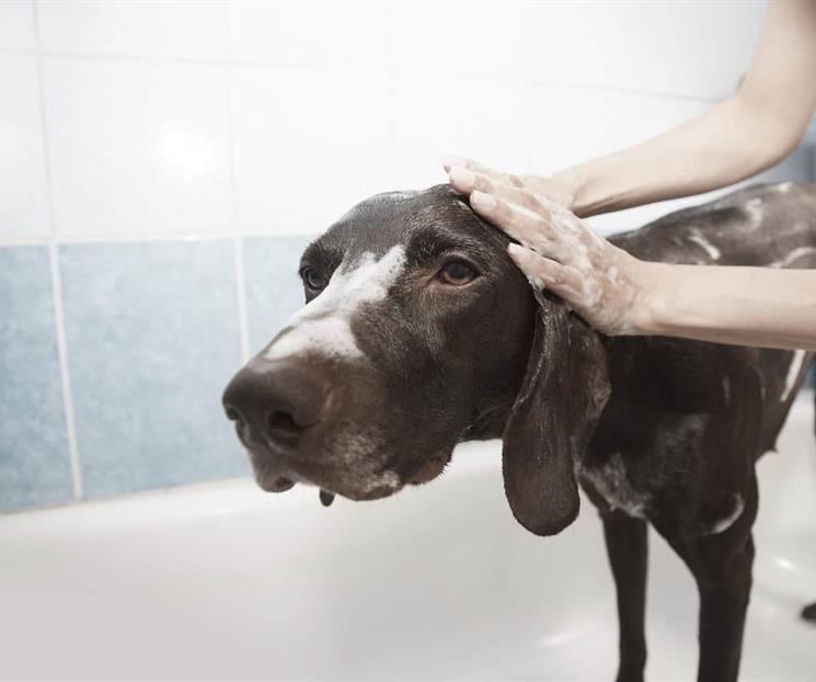 Guía para bañar a tu perro en temporada de frío Guía para bañar a tu perro en temporada de frío