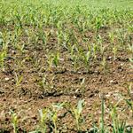 Por inseguridad, abandonan al campo: CNA