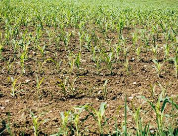 Por inseguridad, abandonan al campo: CNA