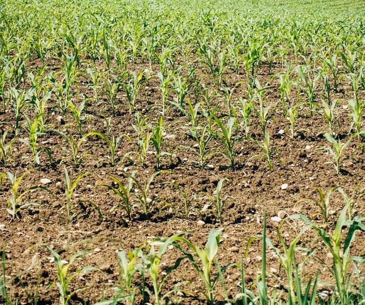 Por inseguridad, abandonan al campo: CNA Por inseguridad, abandonan al campo: CNA