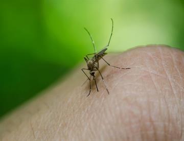Secretaría de Salud confirma reaparición de chikungunya en Yucatán