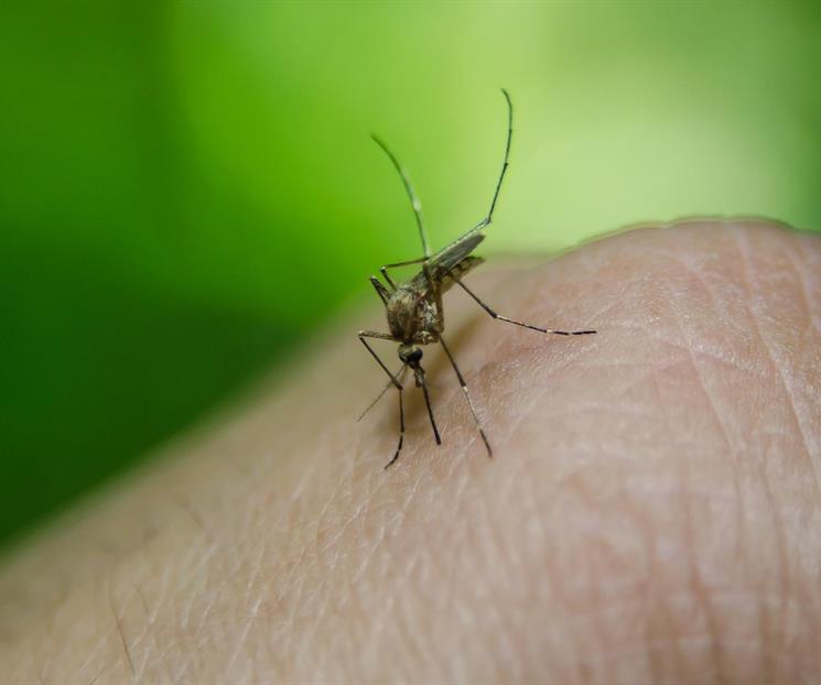 Secretaría de Salud confirma reaparición de chikungunya en Yucatán Secretaría de Salud confirma reaparición de chikungunya en Yucatán