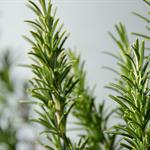 Descubre los beneficios de la mezcla de bicarbonato con romero