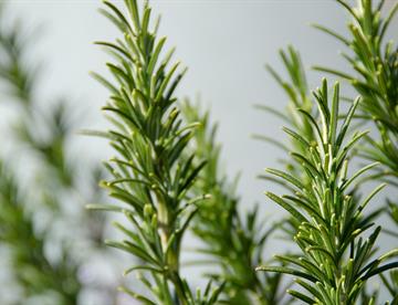 Descubre los beneficios de la mezcla de bicarbonato con romero