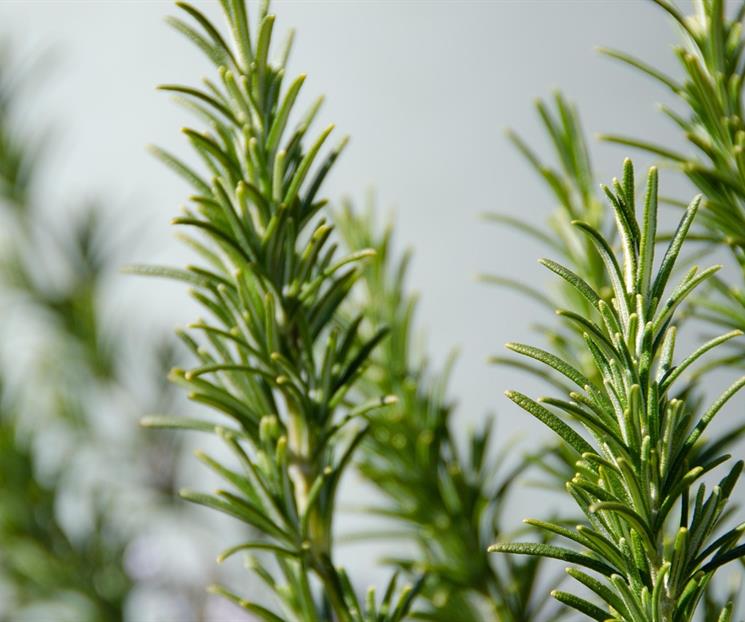 Descubre los beneficios de la mezcla de bicarbonato con romero Descubre los beneficios de la mezcla de bicarbonato con romero