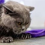 C&oacute;mo proteger a una mascota contra los ruidos de la pirotecnia