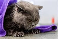 C&oacute;mo proteger a una mascota contra los ruidos de la pirotecnia