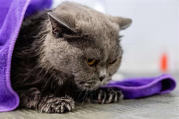 C&oacute;mo proteger a una mascota contra los ruidos de la pirotecnia