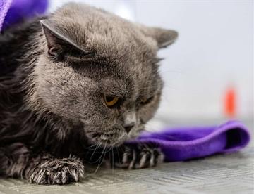 Cómo proteger a una mascota contra los ruidos de la pirotecnia