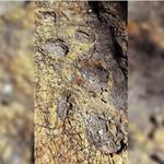 Sin dinero, la investigaci&oacute;n de f&oacute;siles de dinosaurio