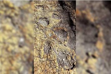 Sin dinero, la investigaci&oacute;n de f&oacute;siles de dinosaurio