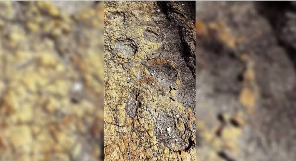 Sin dinero, la investigaci&oacute;n de f&oacute;siles de dinosaurio