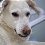 &iquest;Cada cu&aacute;nto se debe desparasitar a un perro o gato?