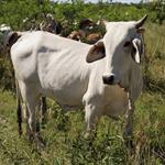 Lideran ganado y jitomate ca&iacute;da en exportaciones