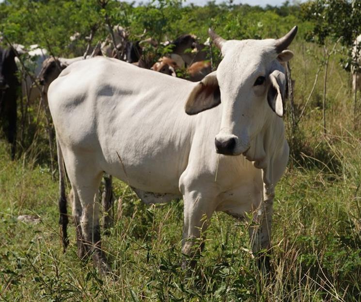 Lideran ganado y jitomate ca&iacute;da en exportaciones