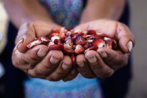 Defiende CNA al T-MEC; descarta sacarlo del comercio de ma&iacute;z