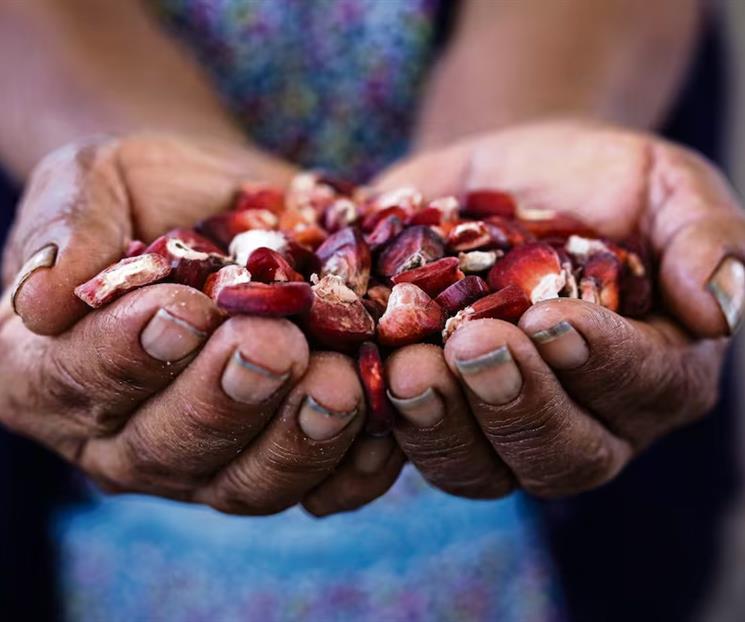 Defiende CNA al T-MEC; descarta sacarlo del comercio de maíz Defiende CNA al T-MEC; descarta sacarlo del comercio de maíz