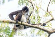 Pide Profepa evitar regalar animales silvestres en Navidad y Reyes