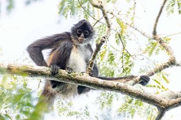 Pide Profepa evitar regalar animales silvestres en Navidad y Reyes